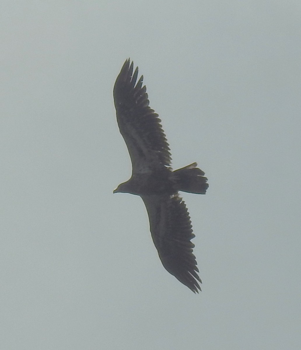 Red-tailed Hawk - ML633340290