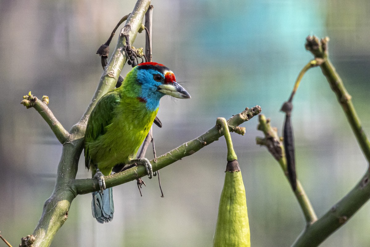 Blue-throated Barbet - Dr. Amitava Roy