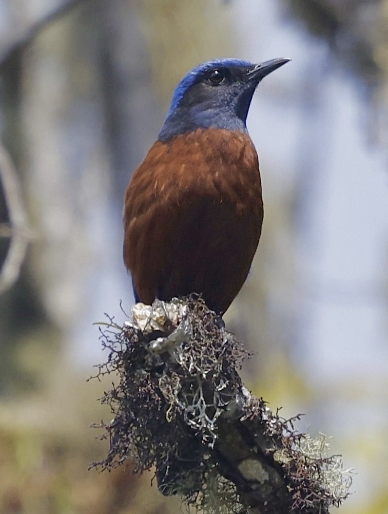 Chestnut-bellied Rock-Thrush - Jan Hansen