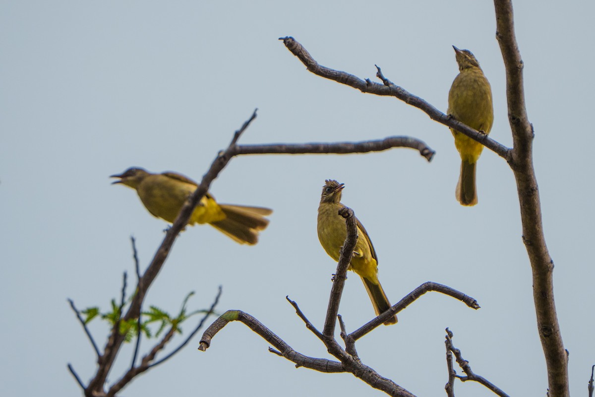 Streak-eared Bulbul - ML633340443