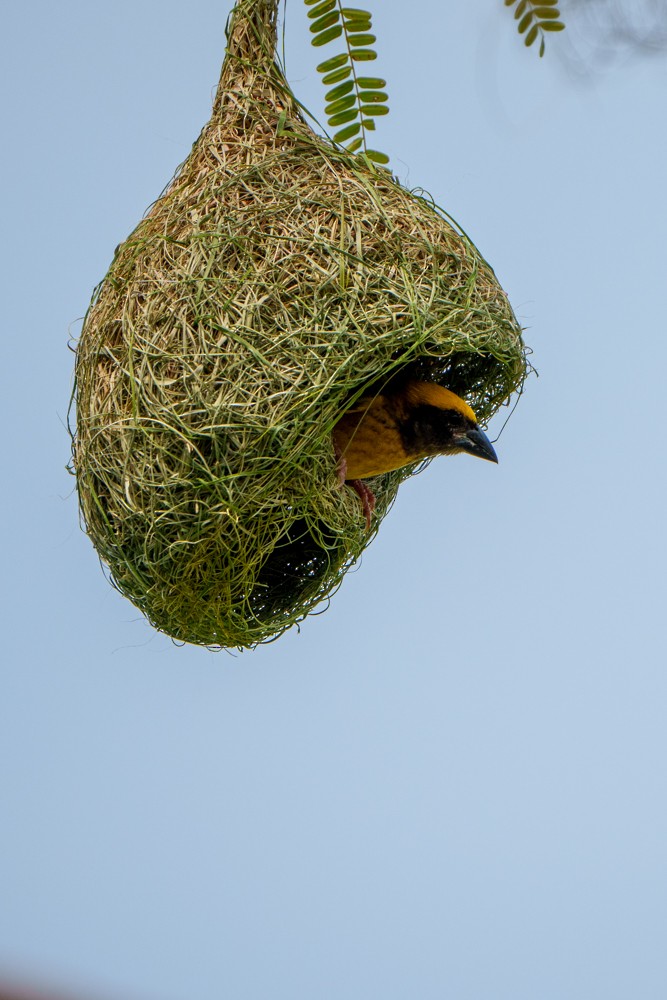 Asian Golden Weaver - ML633340458