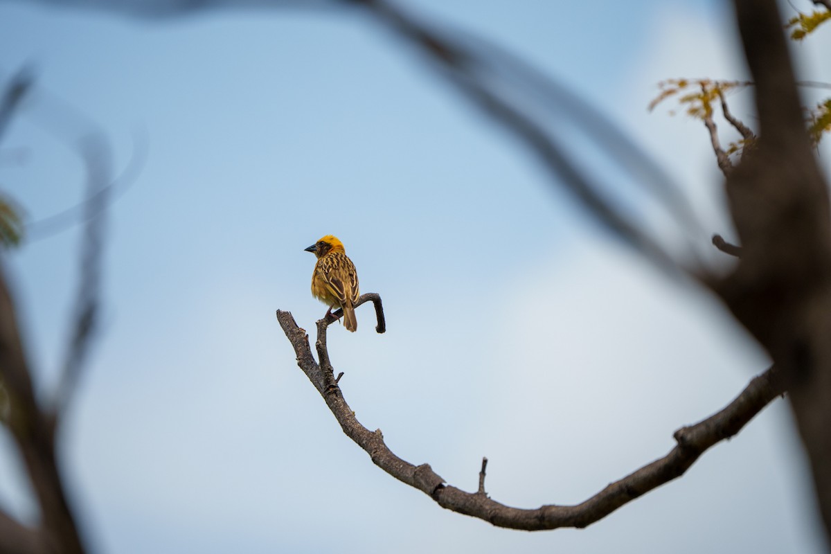 Asian Golden Weaver - ML633340459