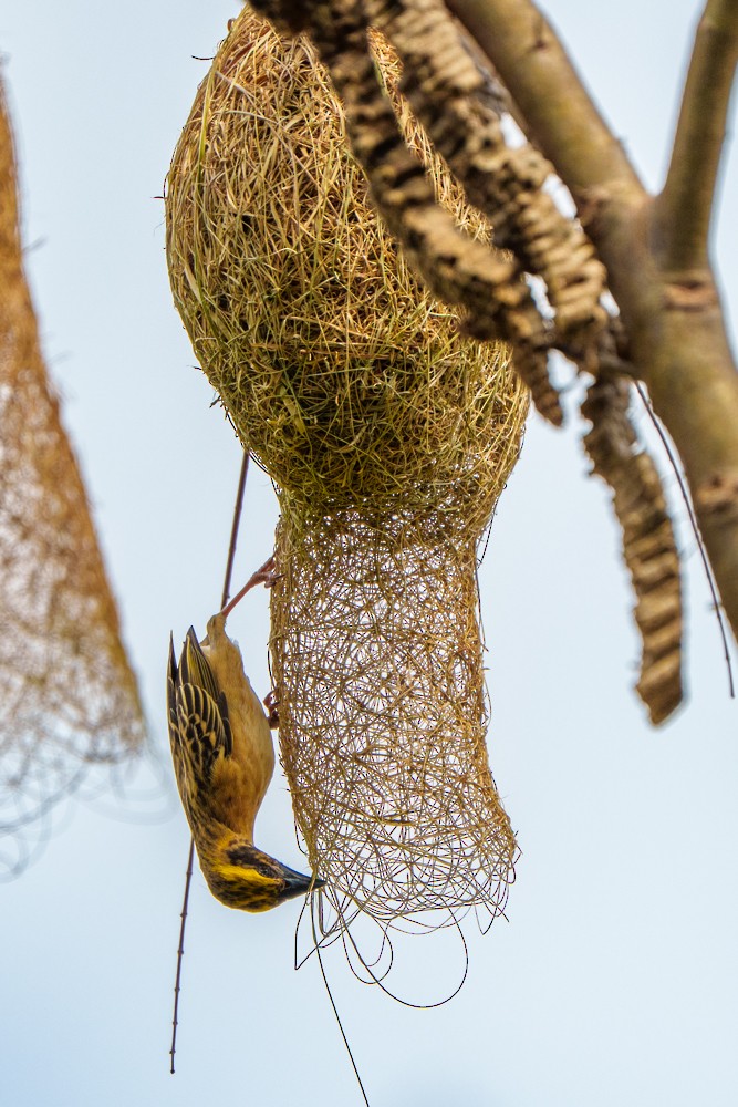 Asian Golden Weaver - ML633340460