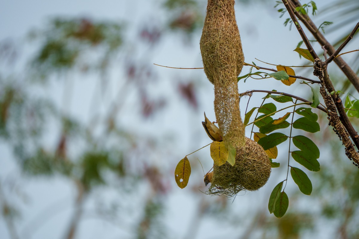 Asian Golden Weaver - ML633340461