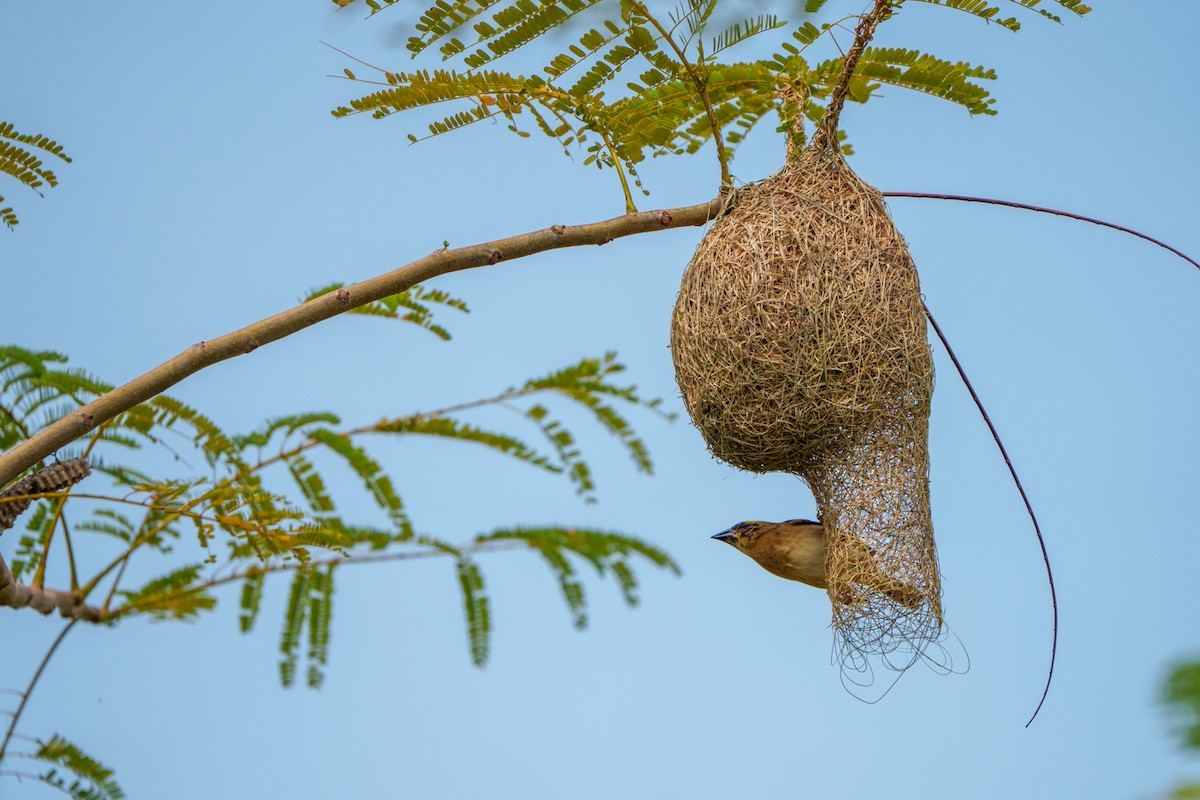 Asian Golden Weaver - ML633340462