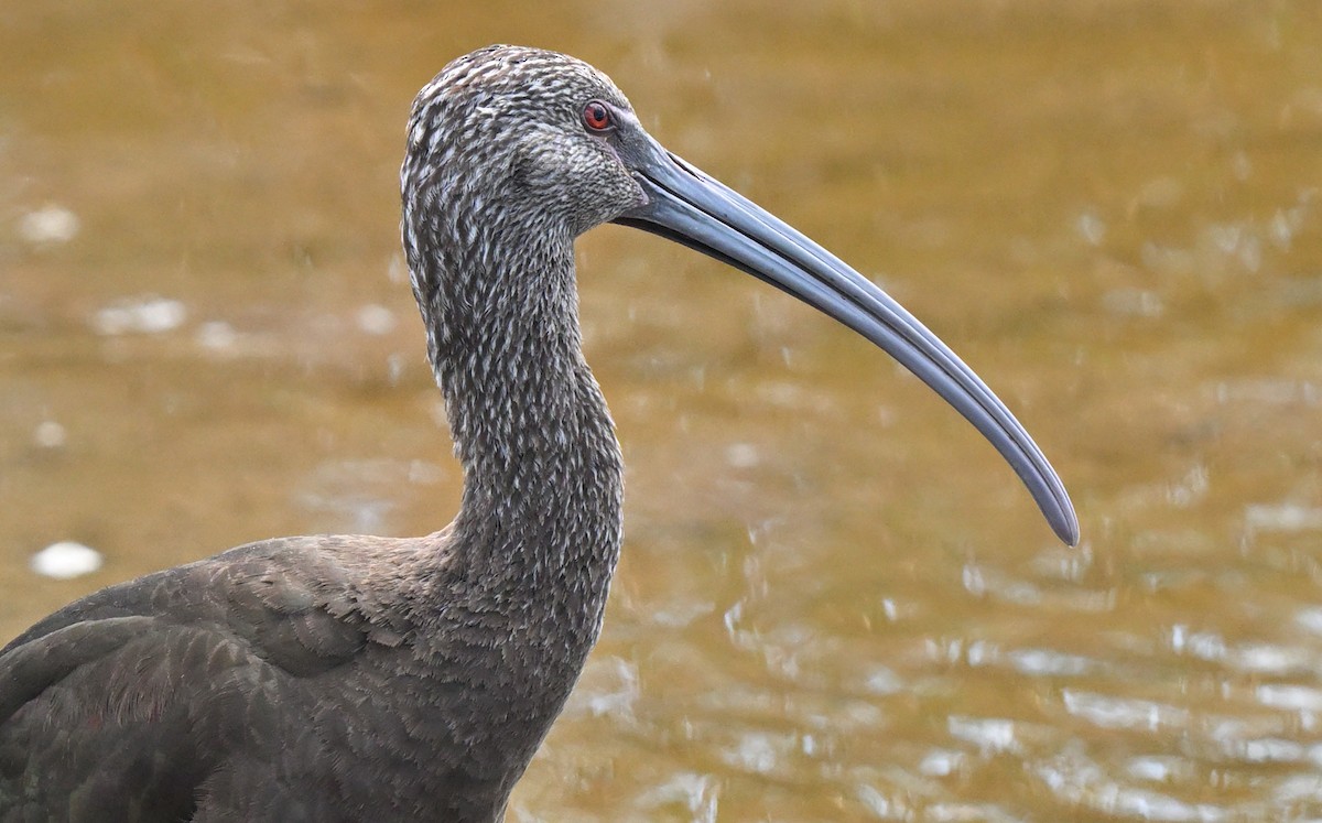 White-faced Ibis - ML633340622