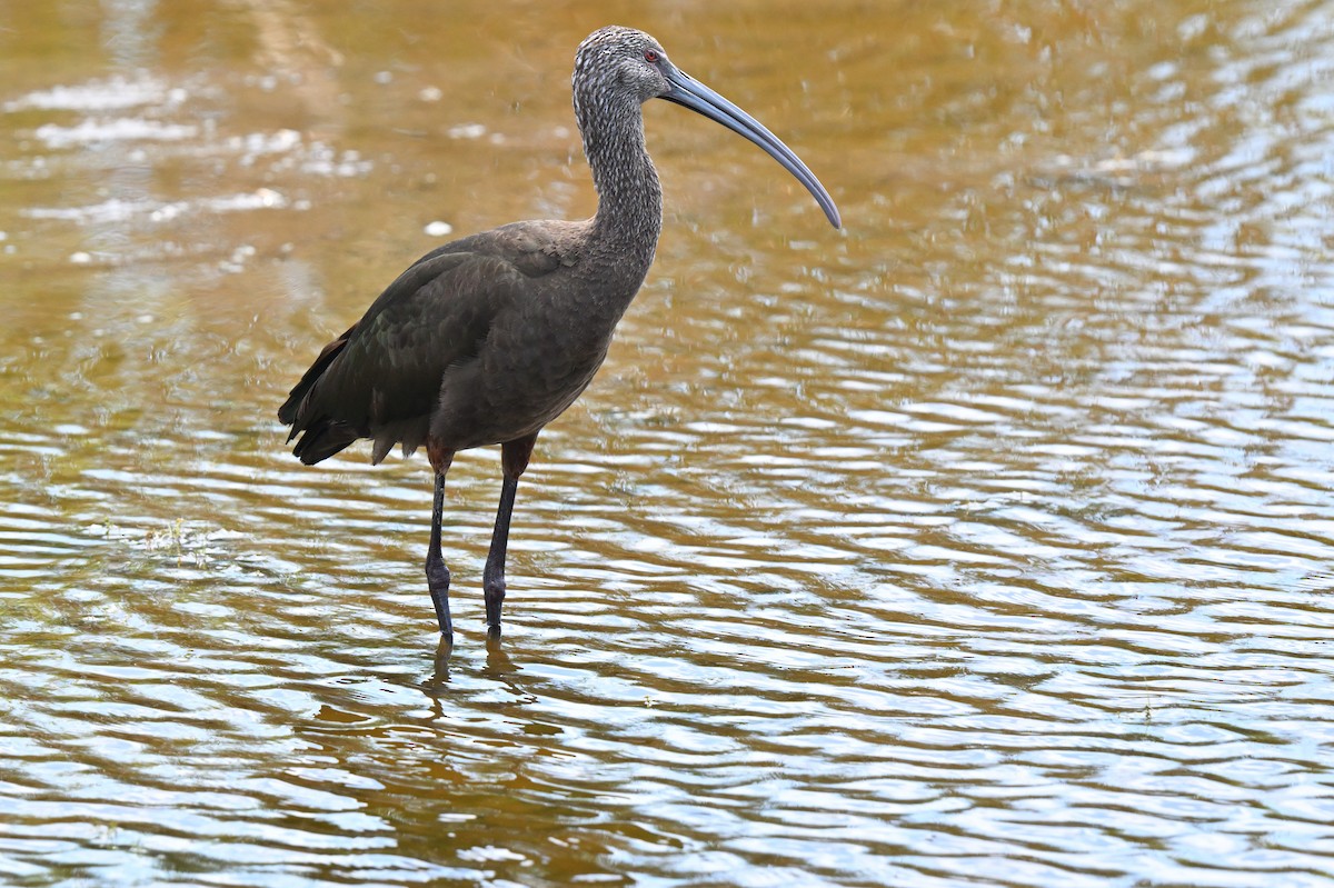 White-faced Ibis - ML633340623