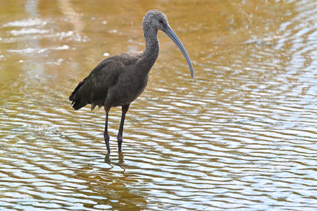 White-faced Ibis - ML633340624