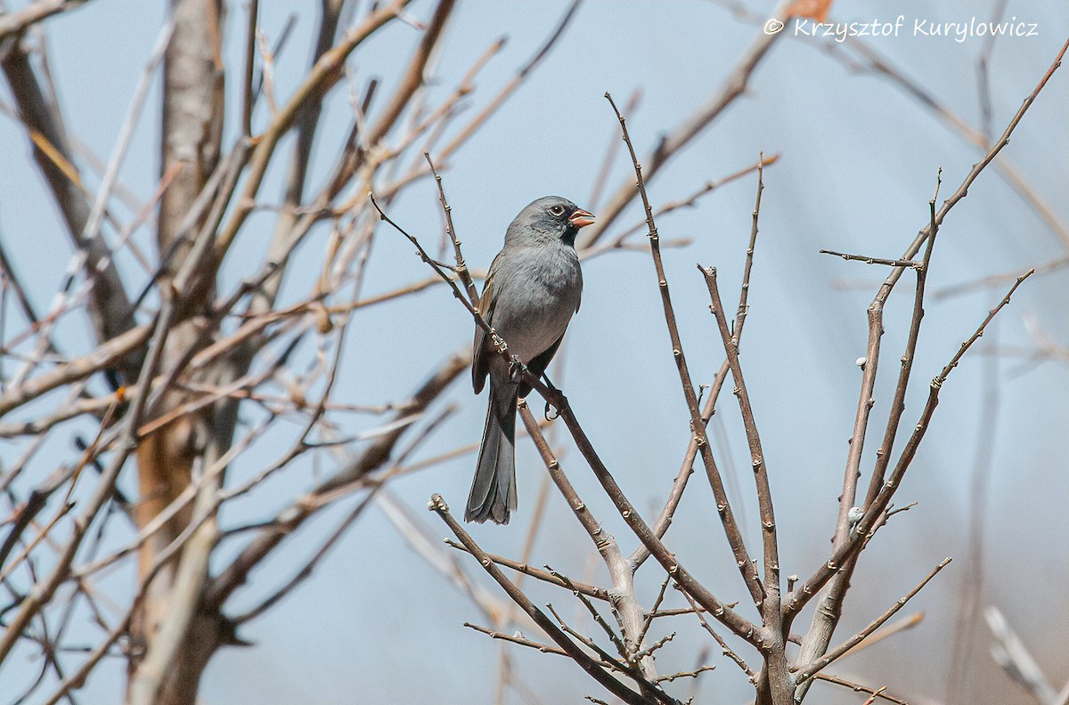 Black-chinned Sparrow - ML633340661