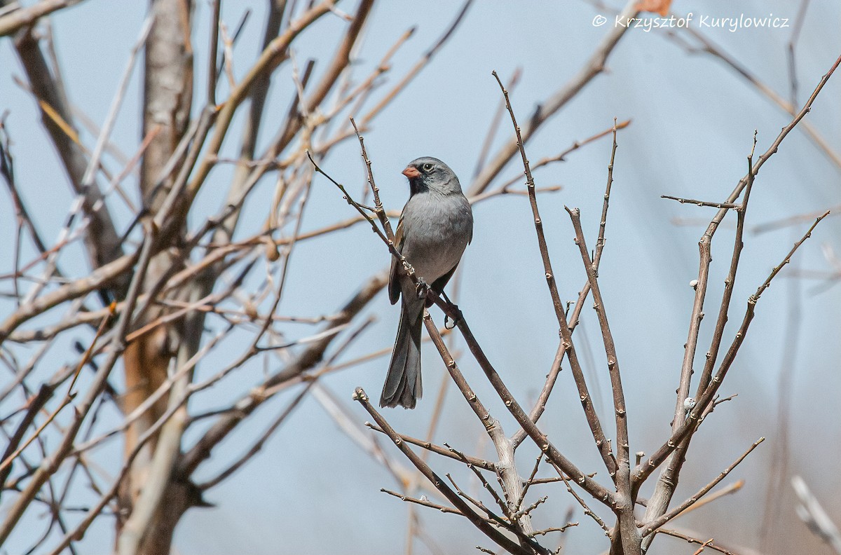 Black-chinned Sparrow - ML633340662