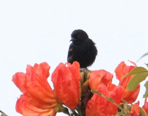 Variable Oriole - Miguel  Magro