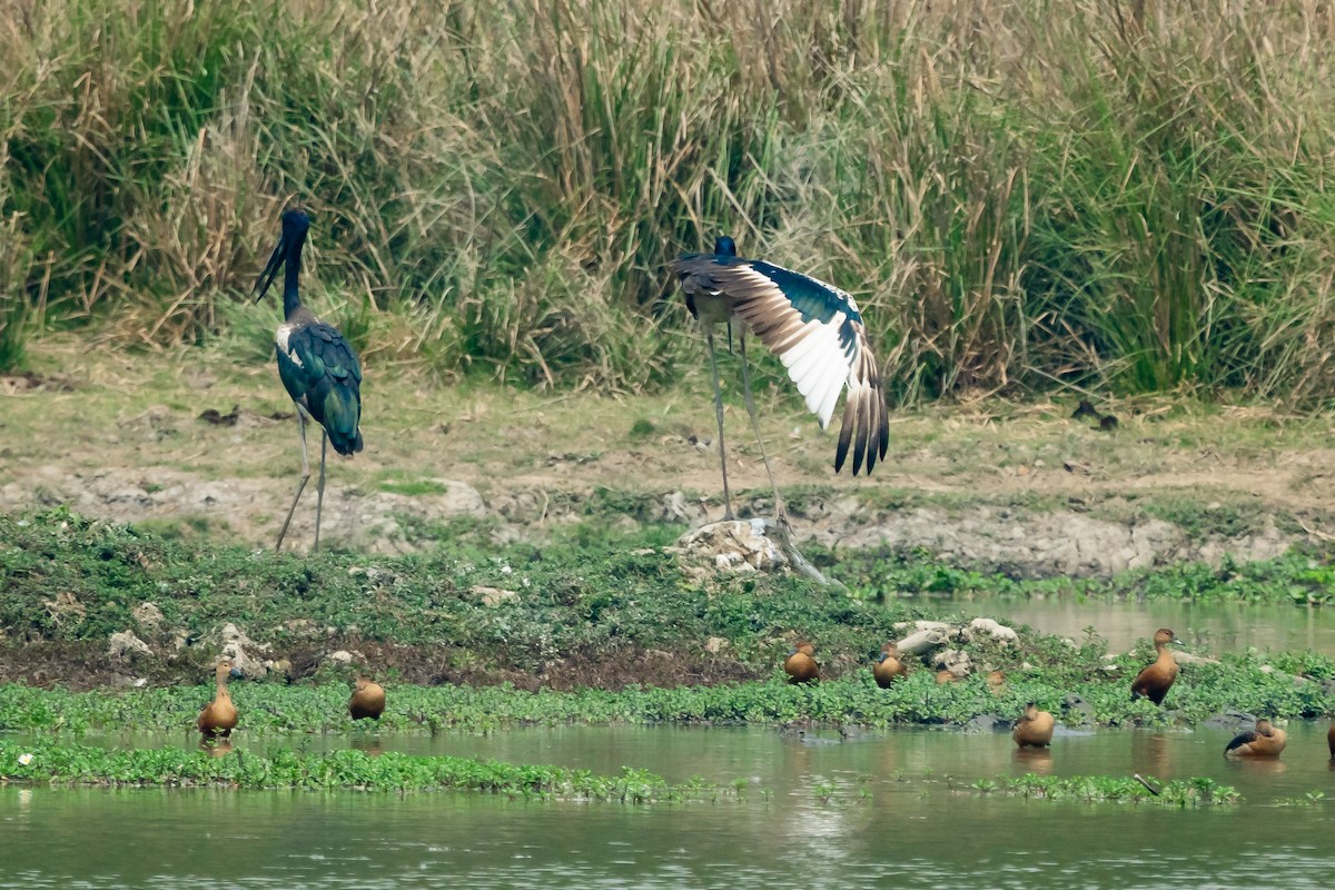 Jabiru d'Asie - ML633340883