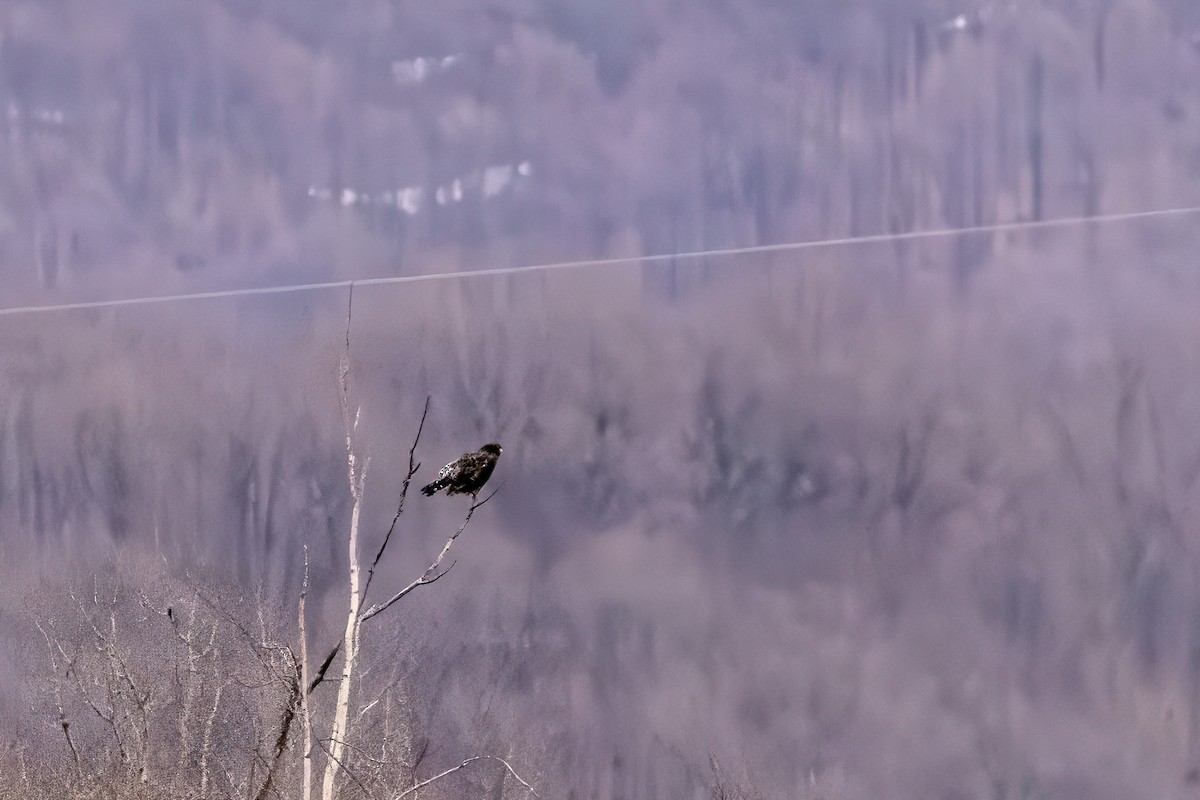 Rough-legged Hawk - ML633340994