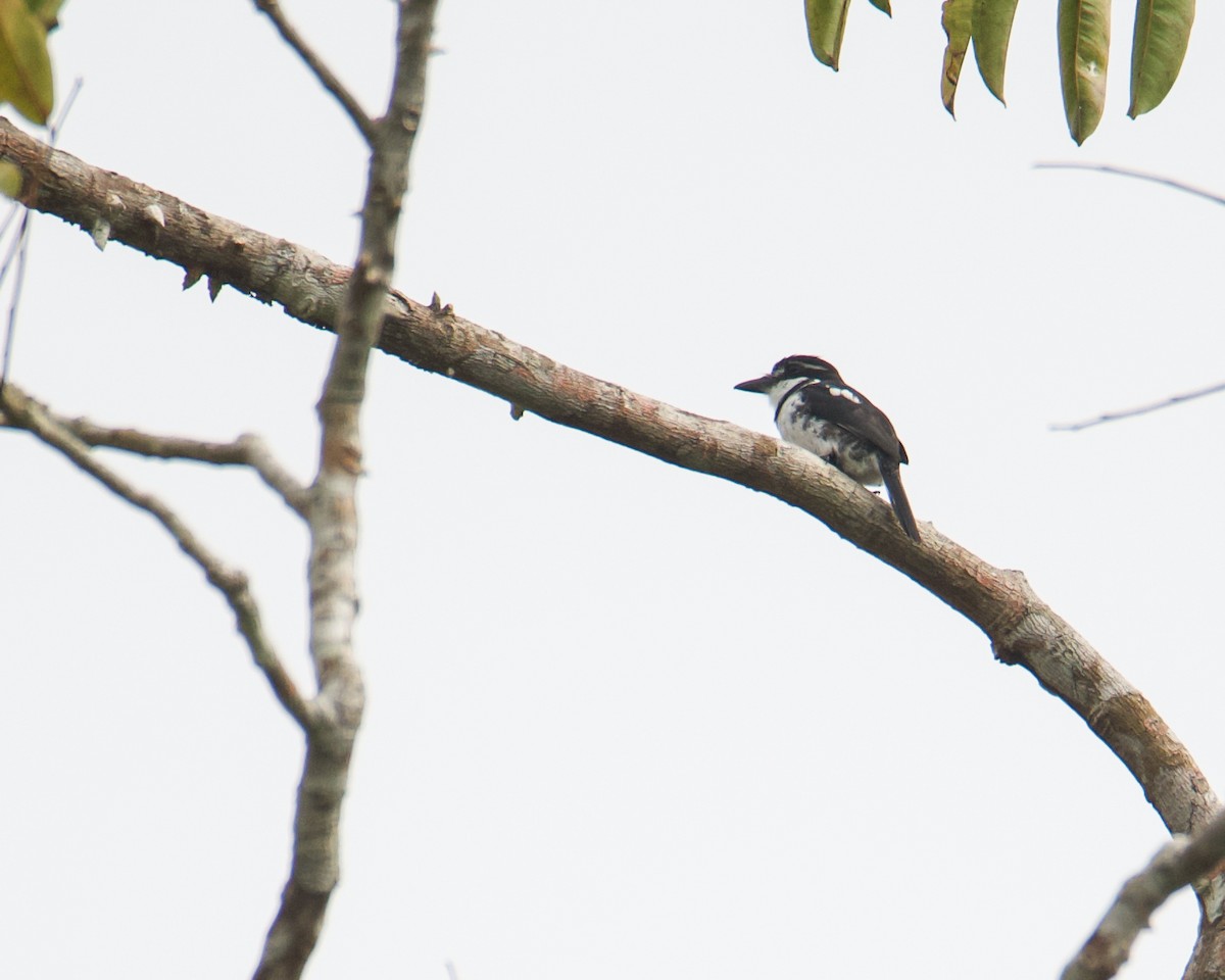 Pied Puffbird - ML633341044
