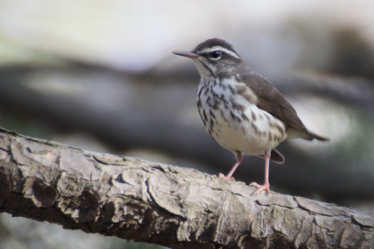 Louisiana Waterthrush - ML633341047