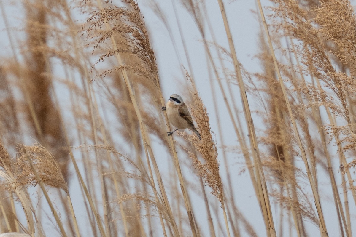 Chinese Penduline-Tit - Fran Kim