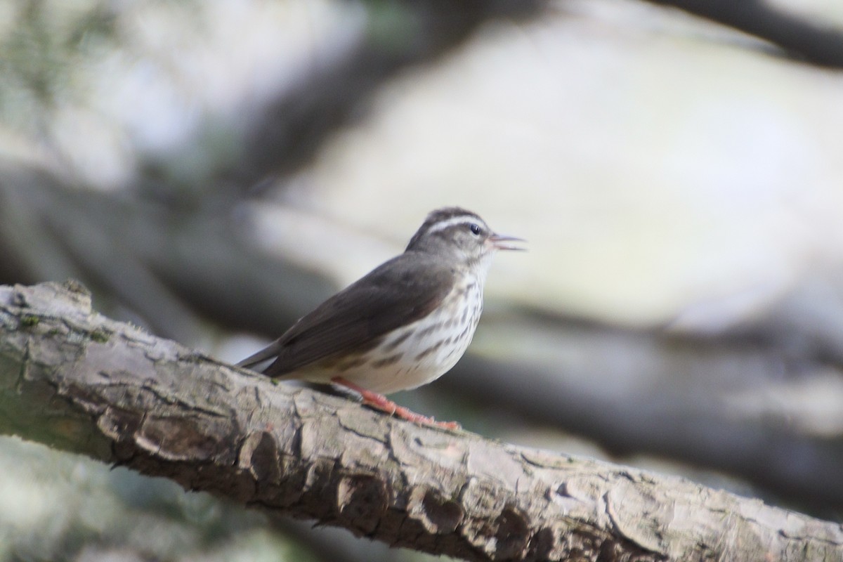 Louisiana Waterthrush - ML633341062