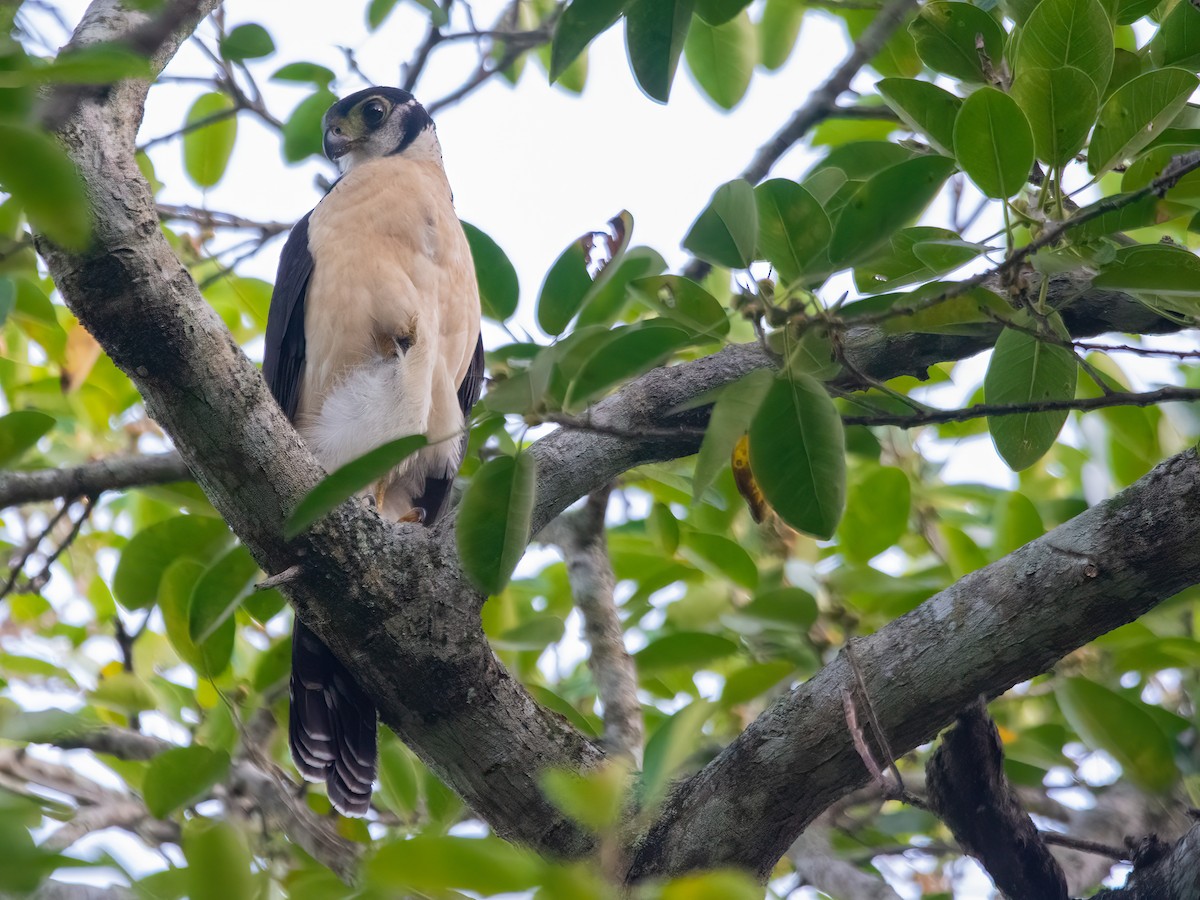 Kappenwaldfalke - ML633341130