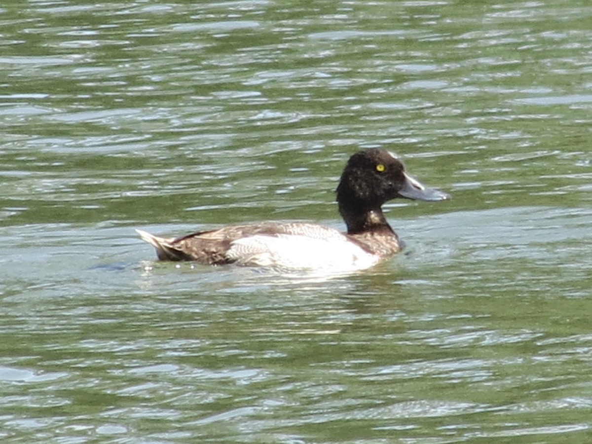 Lesser Scaup - ML633341276