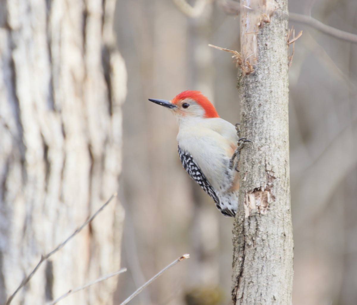 Red-bellied Woodpecker - ML633341300