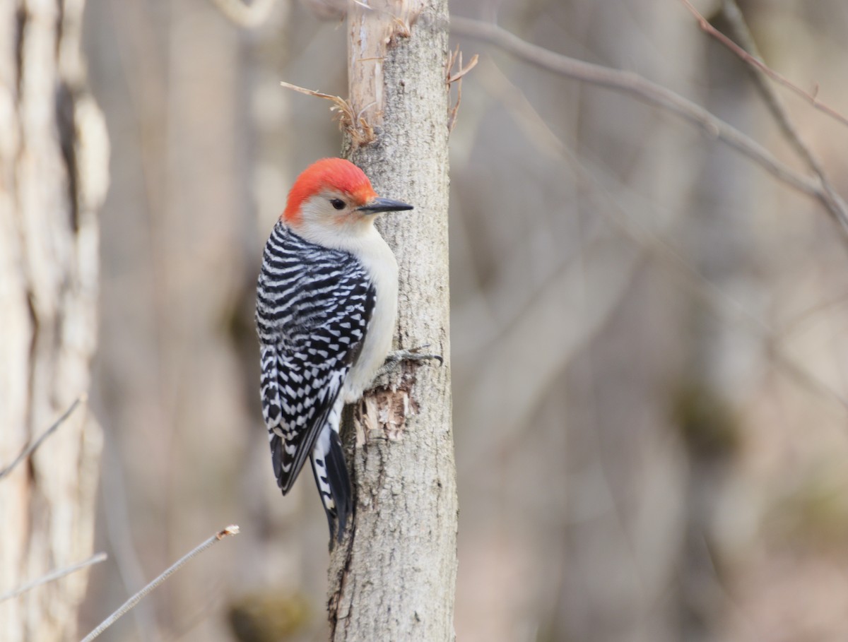 Red-bellied Woodpecker - ML633341301