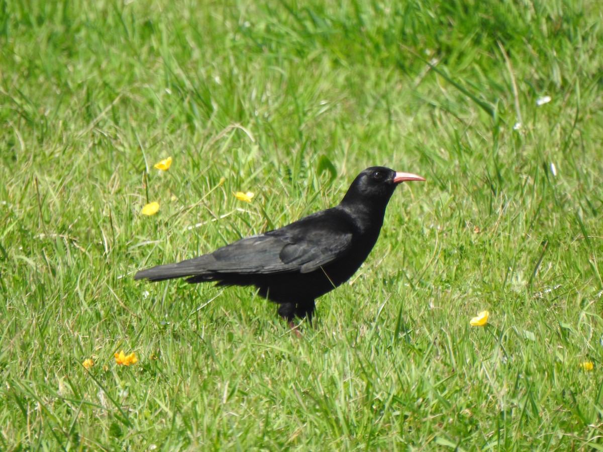 Red-billed Chough - ML633341303
