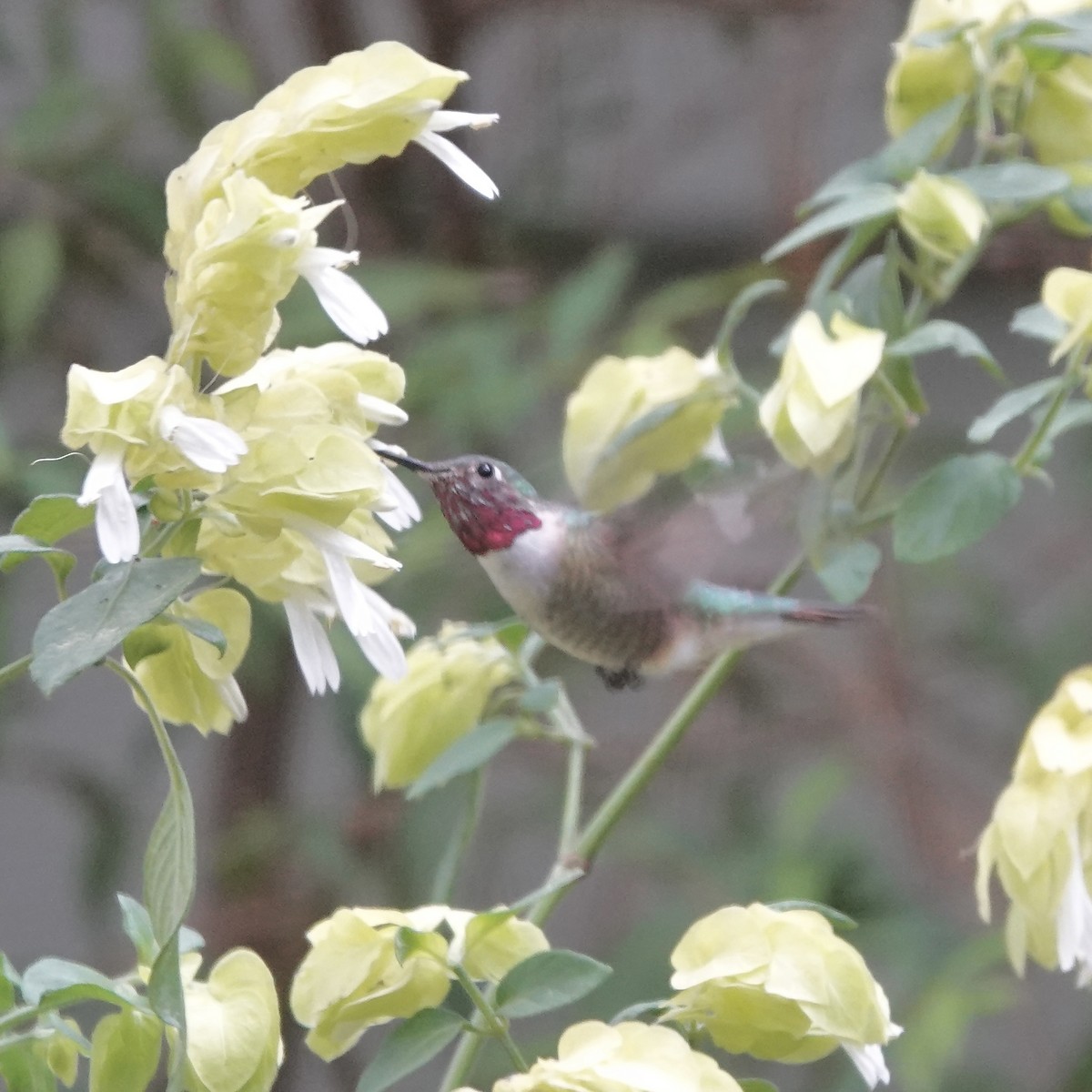 Broad-tailed Hummingbird - Sue Orwig