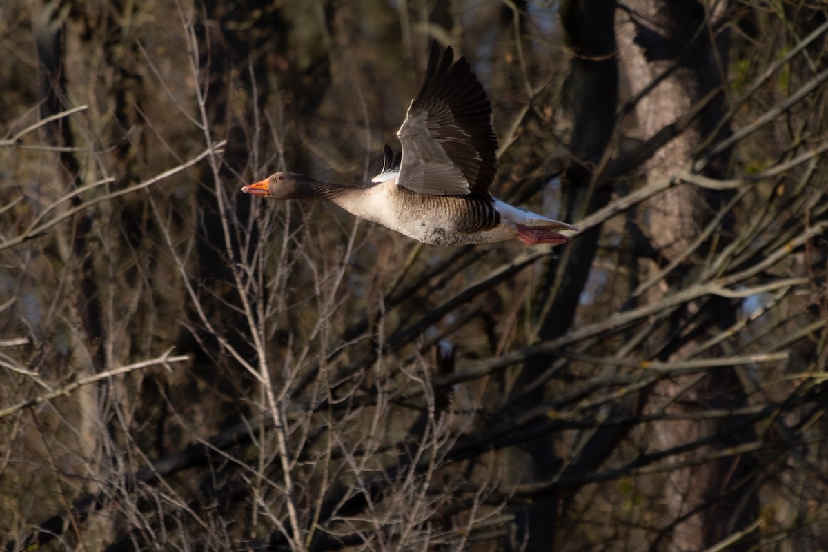 Graylag Goose - ML633341417