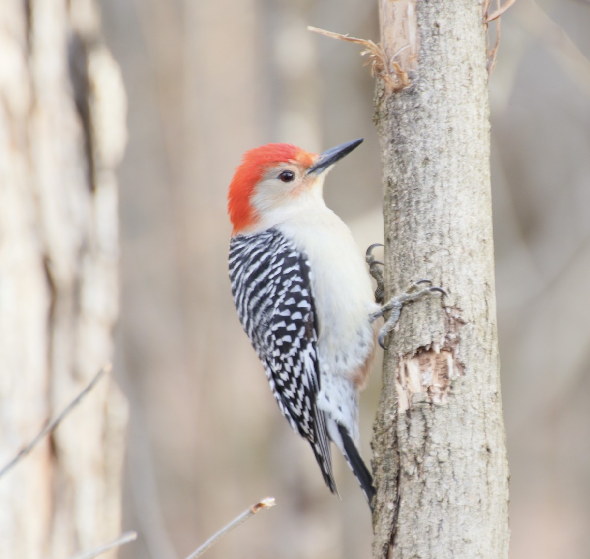 Red-bellied Woodpecker - ML633341430