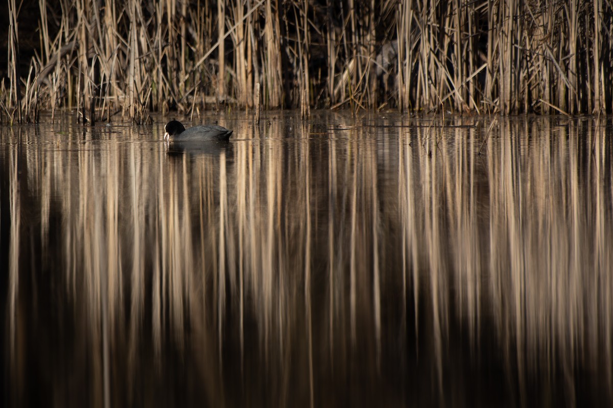 Eurasian Coot - ML633341487