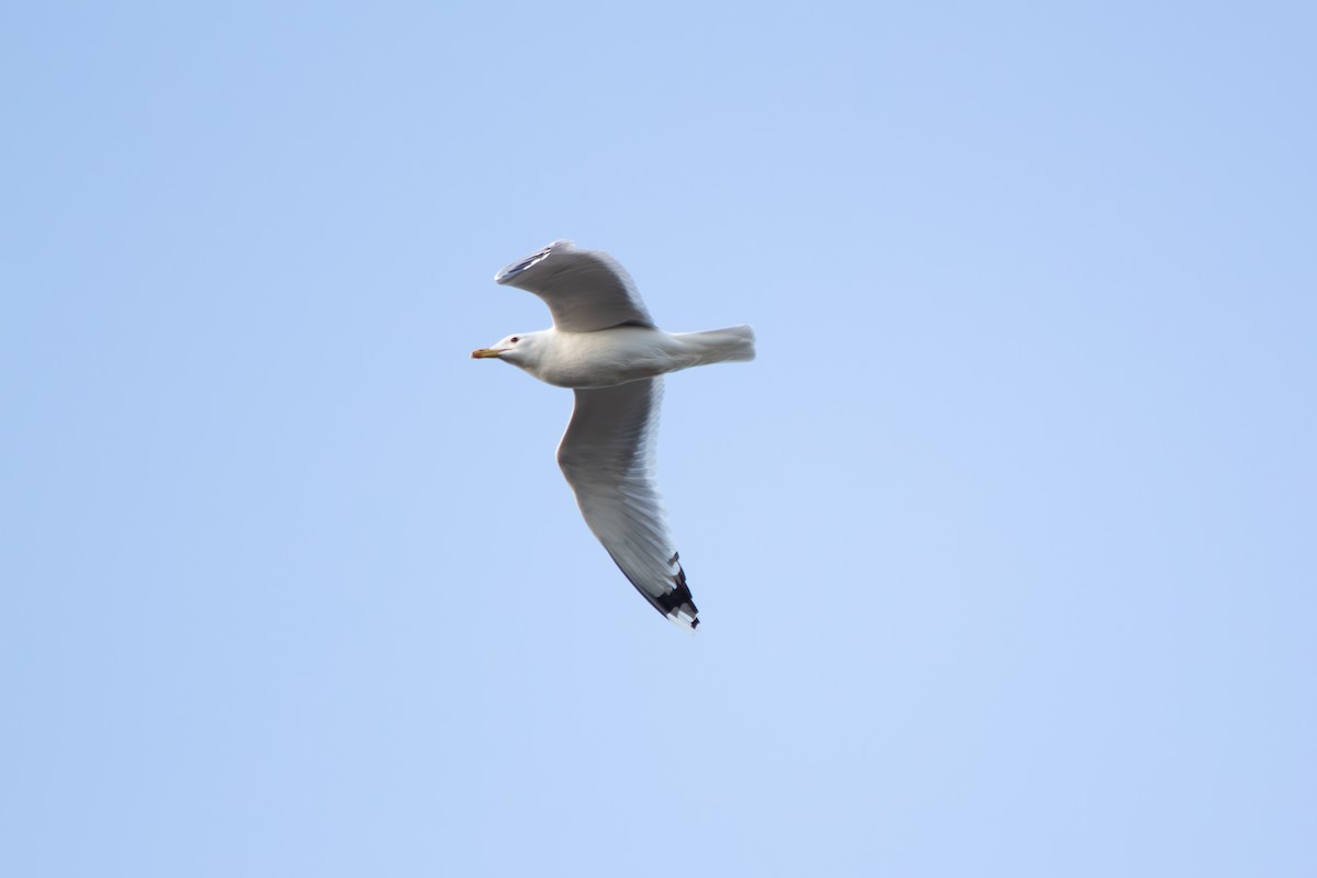 Caspian Gull - ML633341492