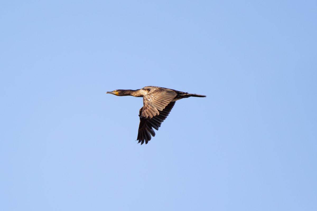 Great Cormorant - ML633341497