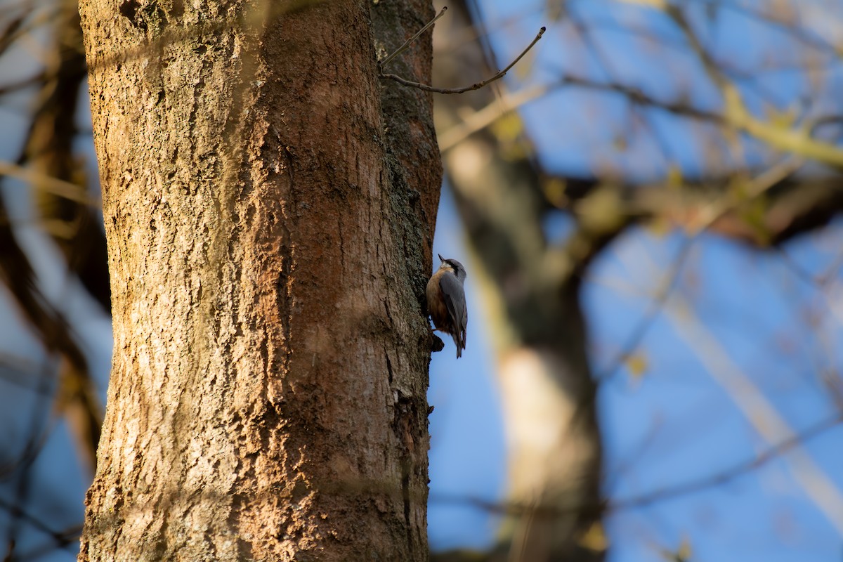 Eurasian Nuthatch - ML633341500