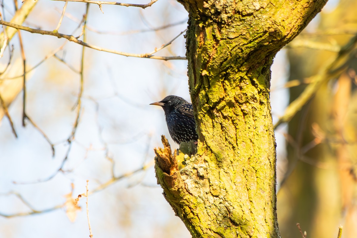 European Starling - ML633341505