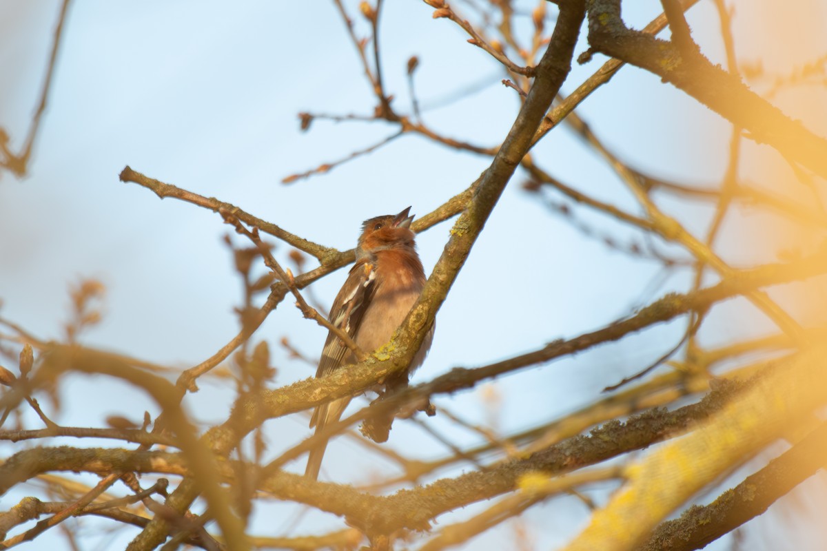 Common Chaffinch - ML633341507