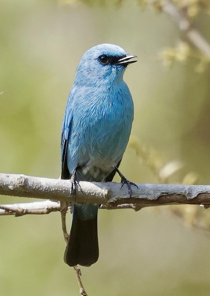 Verditer Flycatcher - ML633341612