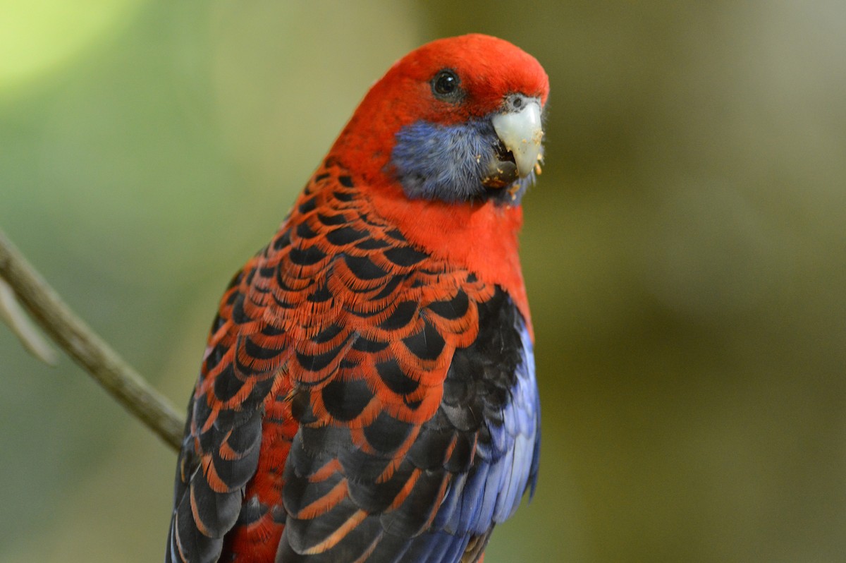 Crimson Rosella (Crimson) - ML633341659