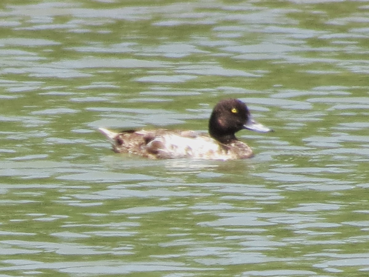 Lesser Scaup - ML633341792