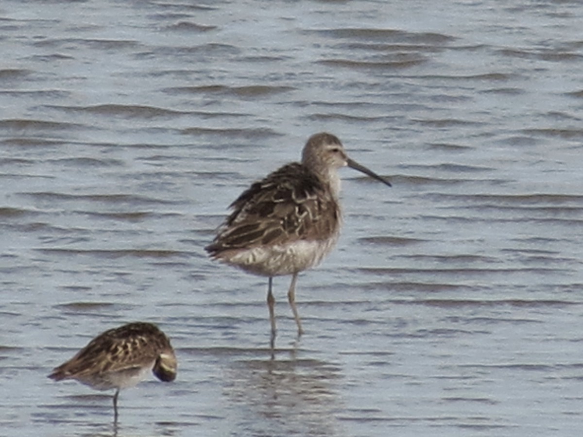 Stilt Sandpiper - ML633341822