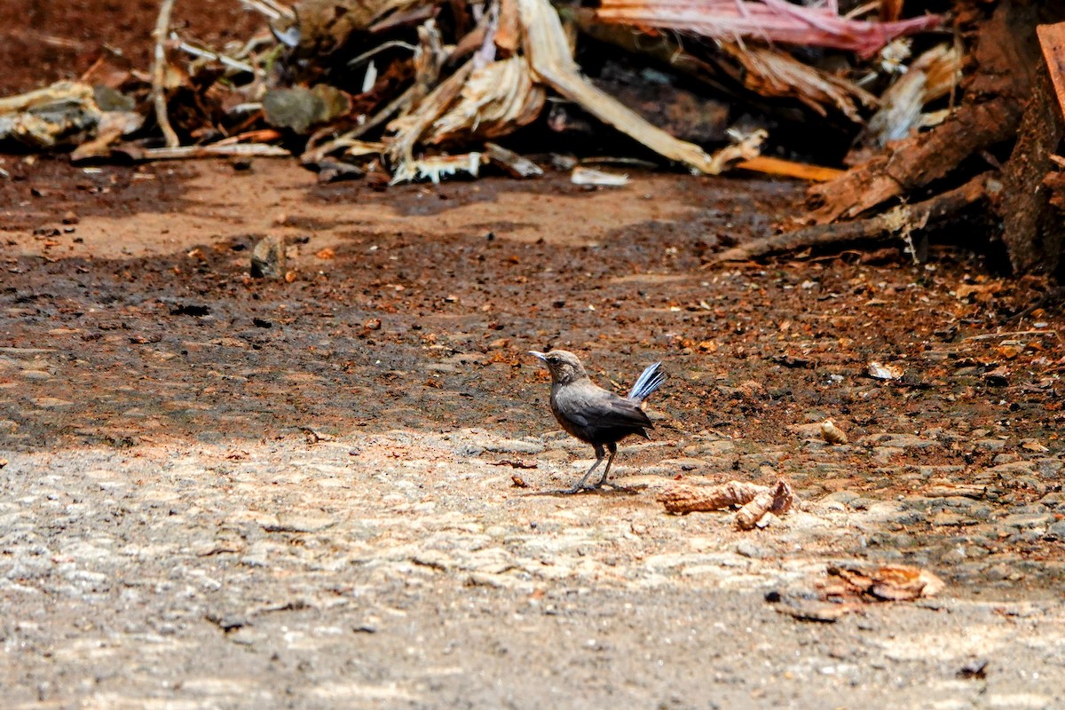Indian Robin - ML633341892