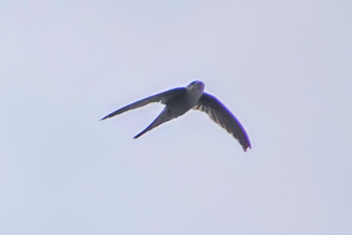Asian Palm Swift - ML633341913