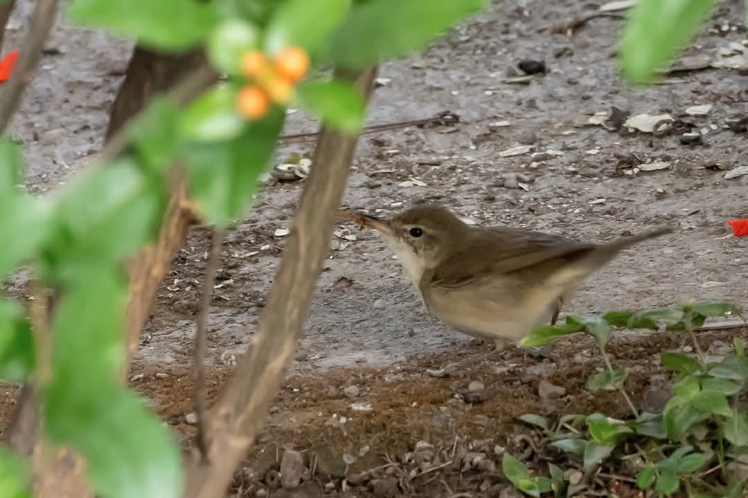 Blyth's Reed Warbler - ML633341931