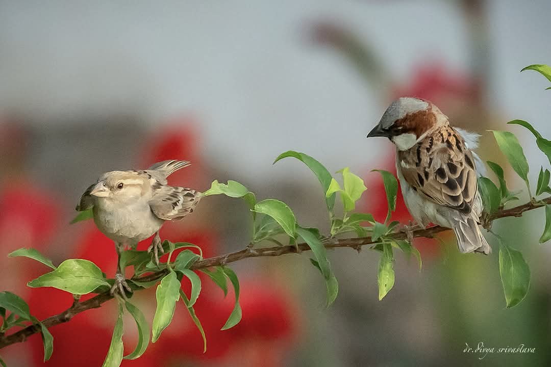 Passer sp. - ML633341943