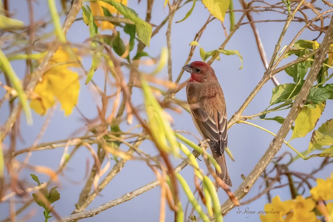 Common Rosefinch - ML633341954