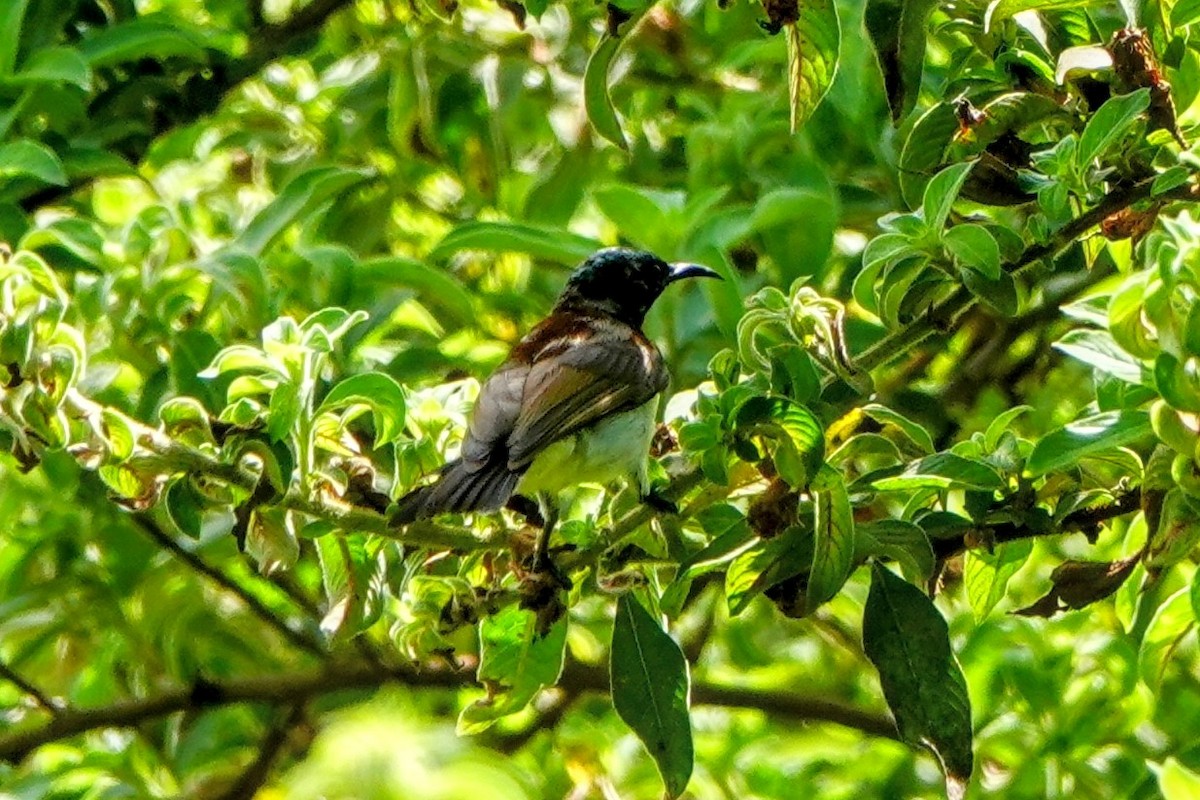 Purple-rumped Sunbird - ML633342005
