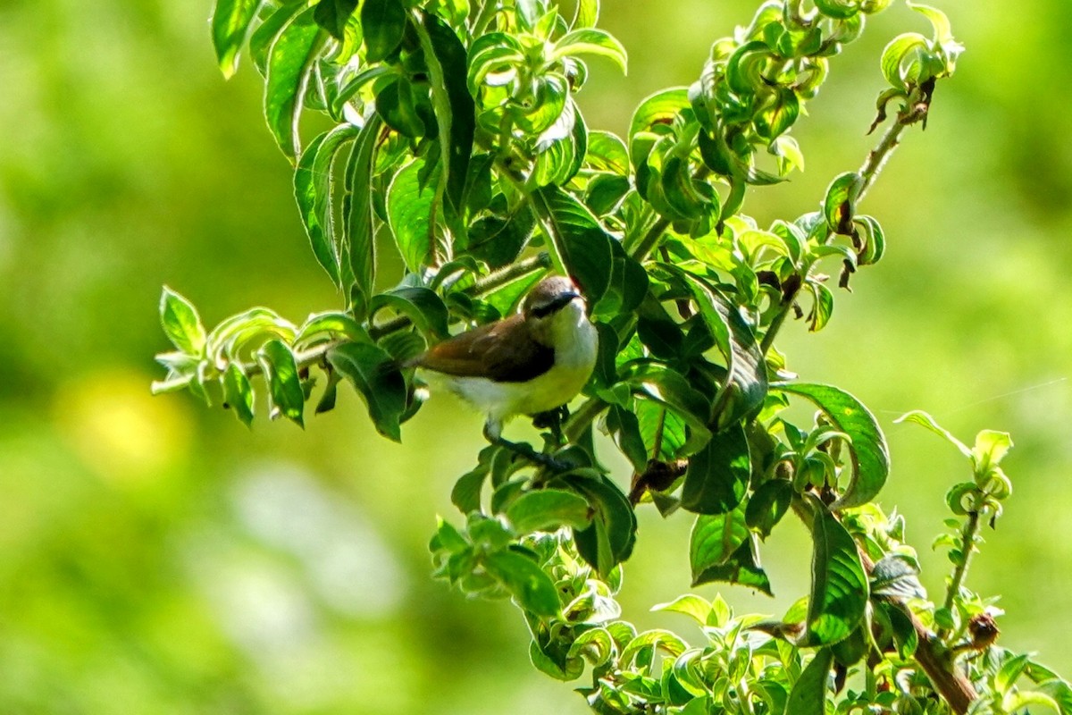 Purple-rumped Sunbird - ML633342008
