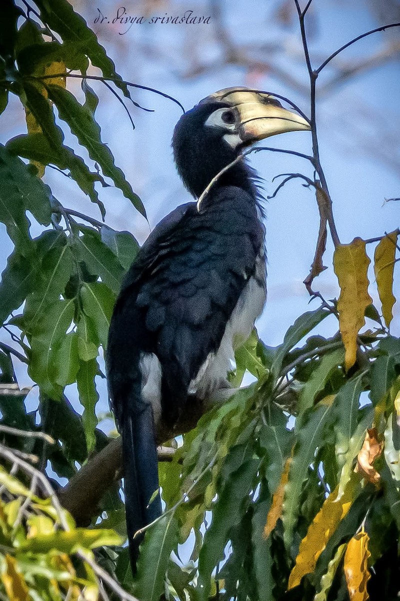 Oriental Pied-Hornbill - ML633342040