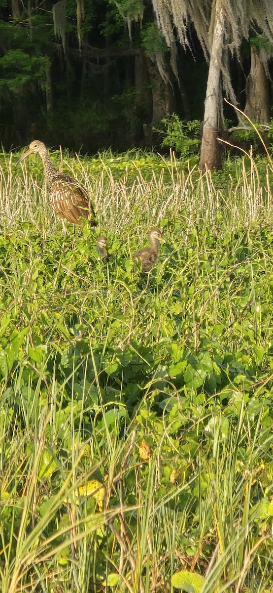 Limpkin - ML633342083