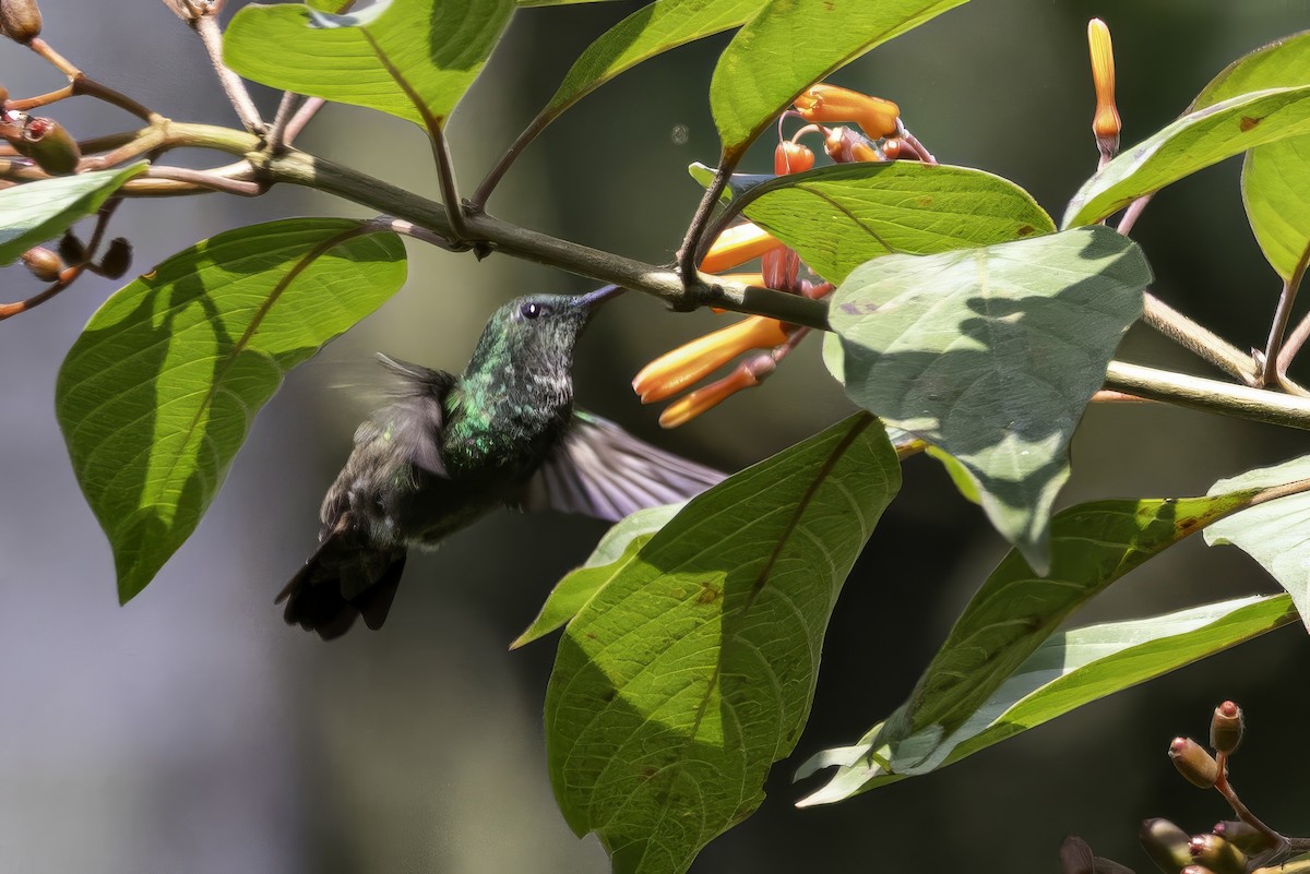 Green-bellied Hummingbird - Sandy & Bob Sipe