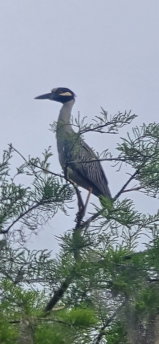 Yellow-crowned Night Heron - ML633342099